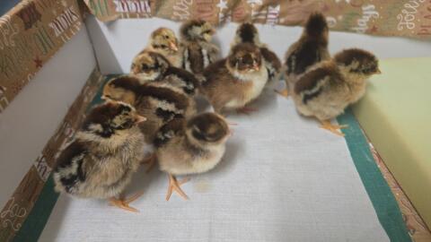 Blumenhuhn Küken