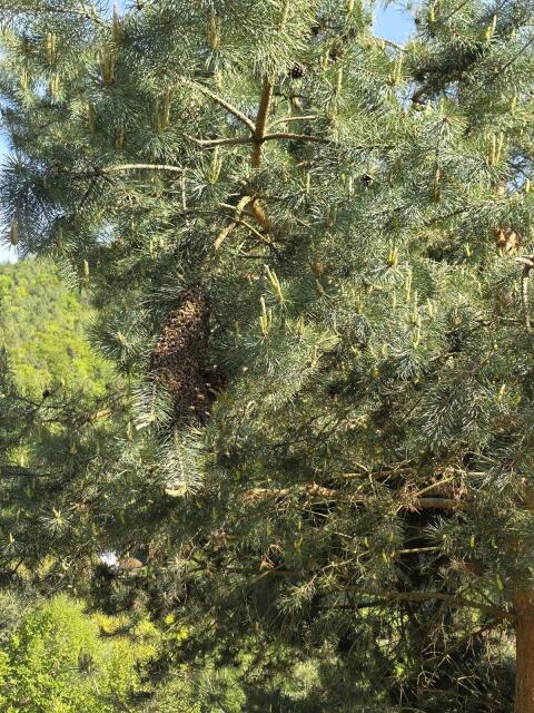 Bienenschwarm