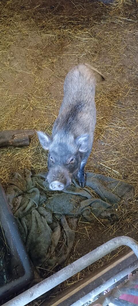 Minischwein Eber ab sofort zu haben, ideal für Zucht.