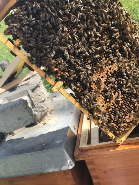 Bienenableger 2026 – ab Mitte Mai verfügbar