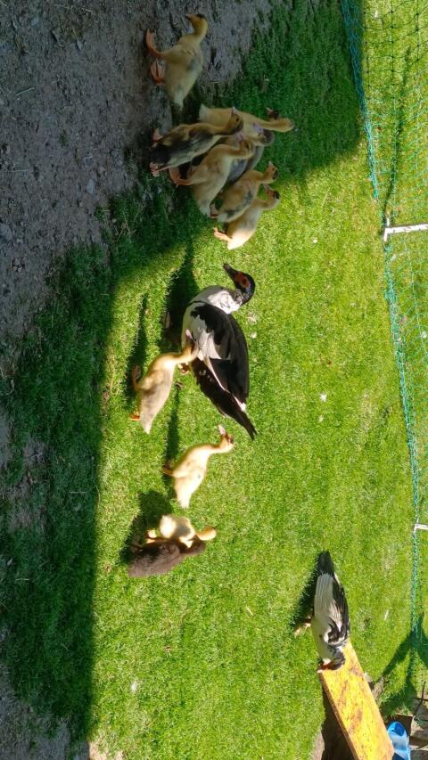 Peking-/Moschusenten