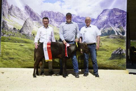 Brauner Bergschafwidder