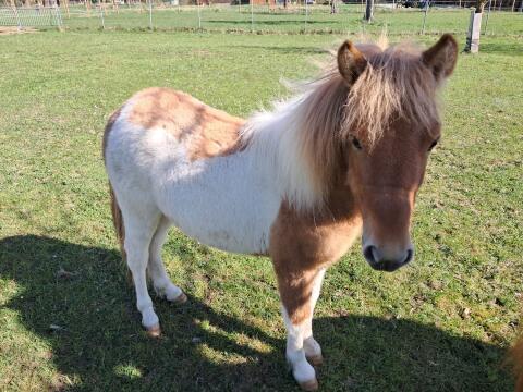 Minishetlandpony abzugeben