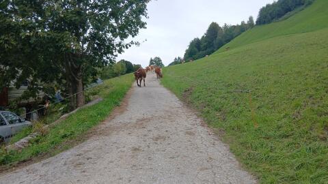 Partnerbetrieb gesucht ZZU Bio