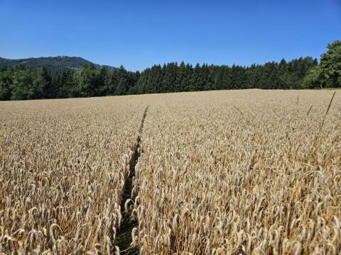 Suche Pachtflächen