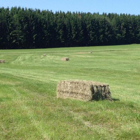 Heu 1. Schnitt in Quaderballen 80 x 70 x 240 cm
