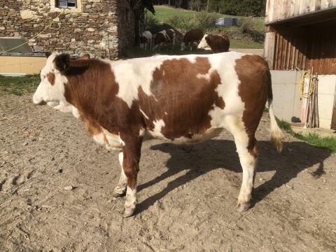 Verkaufe trächtige Fleckvieh Kalbin