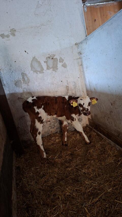 Normande Stierkalb