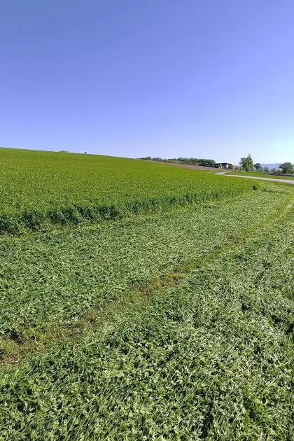 BIO Luzerneheu getrocknet 2026