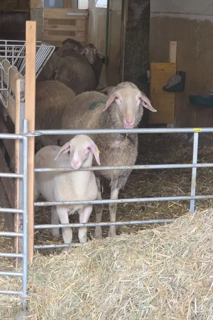 Weibliche Zuchtschafe Merinolandschaf