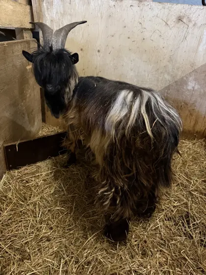 Ziegenbock