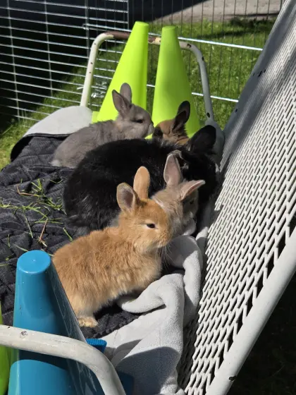 Kaninchenmischlinge (Zwerg und Zwergmix)