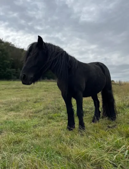 Schwarze Schönheit im Kleinformat