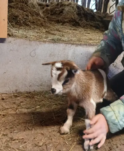 MINI Zwergziegenböckchen