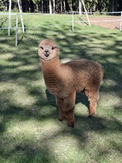Alpaka-Junghengst