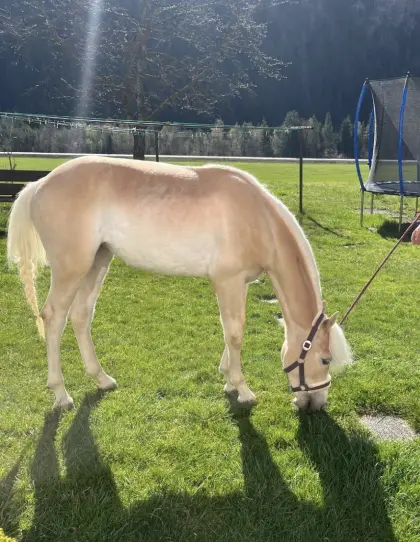 Verkauf 2-jährige Haflingerstute