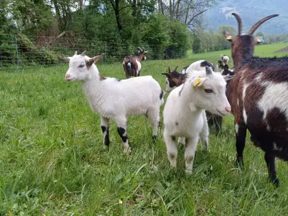 Tauernscheckenkitz weiblich, Zwillinge