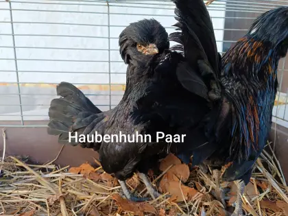 Haubenhuhn-Paar