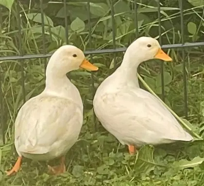 Zwergenten weiblich gesucht
