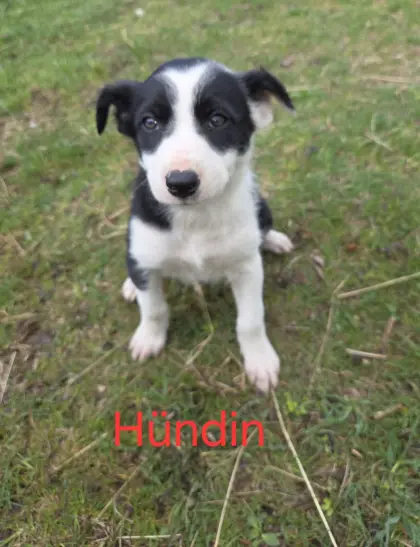 Border Collie Welpen