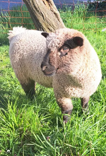 Shropshire-Schafe Widder