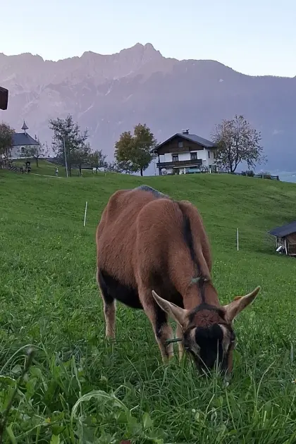 Schöne Ziegenkitze und Böcke zu verkaufen