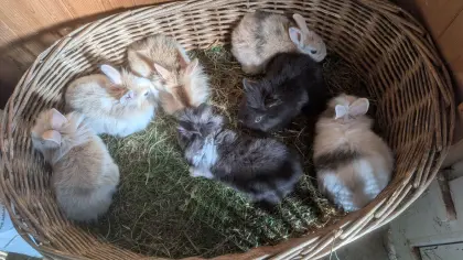 Zwergkaninchen in allen Farben zu verkaufen