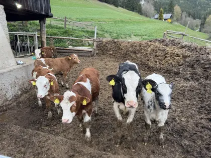 Verkaufe Fresser