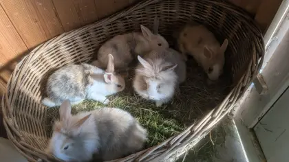 Löwenkopf Zwergkaninchen in allen Farben
