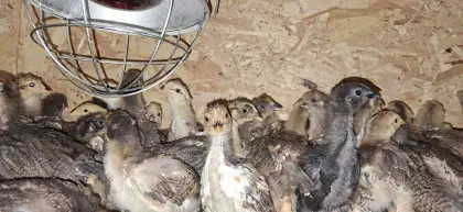 Schwedische Blumenküken