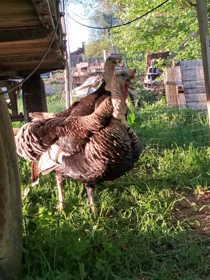 Verkaufe 2 Stk. Truthähne / Puten