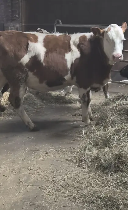 Tragende Fleckviehfärsen, Fleischrinder, reinerbig hornlos