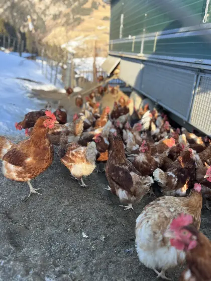 Legehennen zu verkaufen