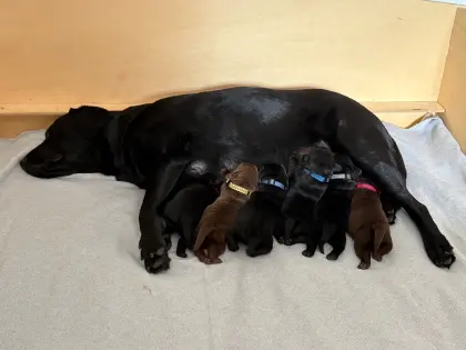Labrador Hundebabys