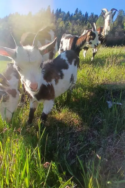 Verkaufe weibliches Ziegenkitz