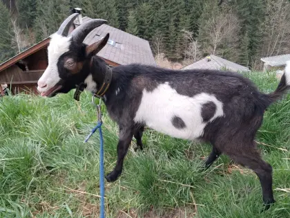 Schönes Tauernschecken-Bockkitz