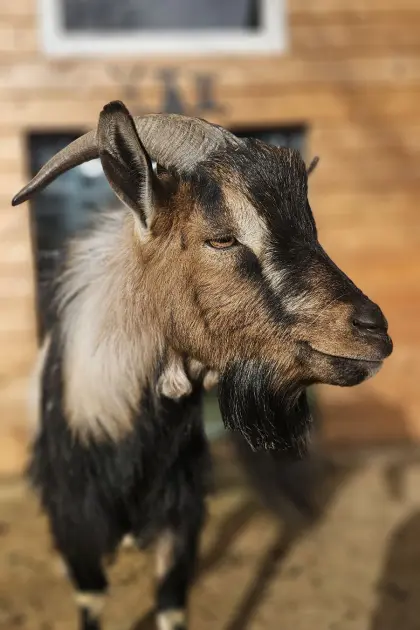 Zwergziege nicht zu klein. Kastriert
