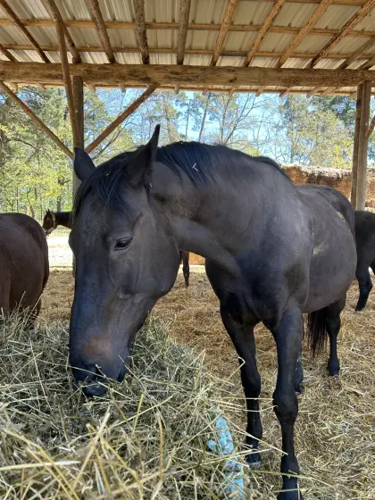12-jährige Stute als Beisteller abzugeben