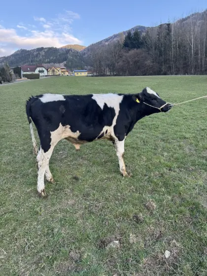 Verkaufe Holstein Deckstier