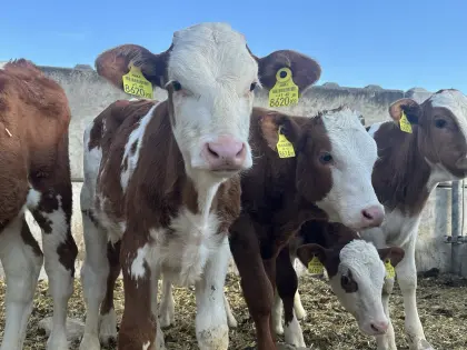 Bio Fleckvieh Kälber