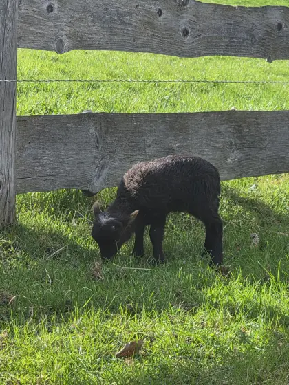 Ouessant Zwergschaf Quessant