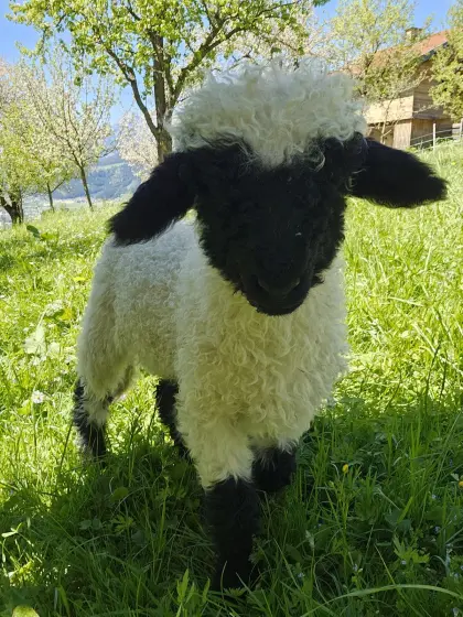 3 Walliser Schwarznasen-Widder suchen ein Zuhause
