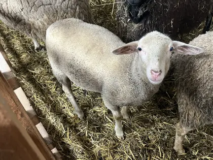 Weibliches Merino x Lacaune Lamm