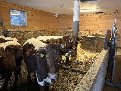 Verkaufe Pinzgauer Ochsen