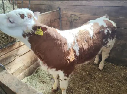 Stierkalb FVxWBB, geb. 3.3.