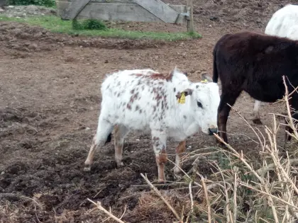 Zwergzebu Färse Kuhkalb