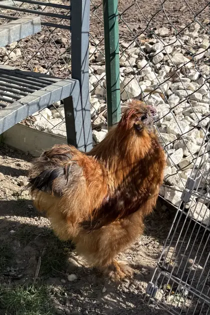 Seidenhahn und Paduanerhahn