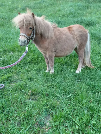 Minishetty