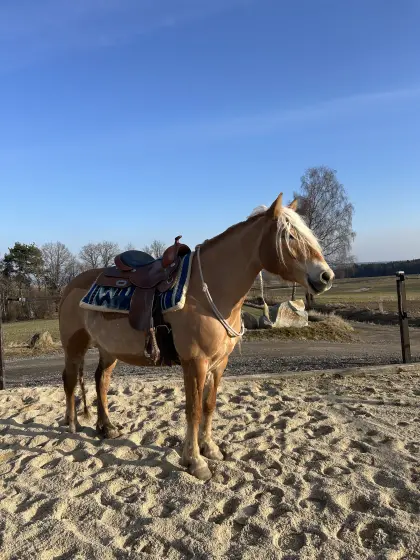 Reitbeteiligung gesucht