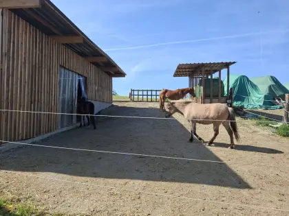 Pferde-Einstellplatz Offenstall